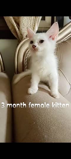 Persian kitten male female for sell