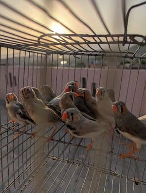 finch collection 
