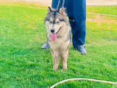 Siberien Husky Dog Feamle only urgent sale WhatsApp’s no 03267657158