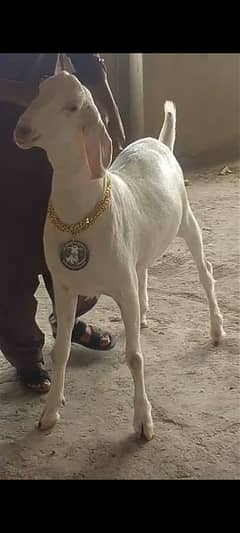 BAKRE