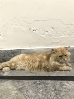 Persion male cat for sale