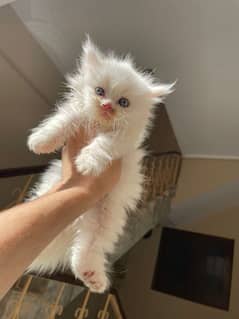 pure white Persian kitten with blue eyes