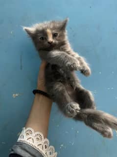 Persian