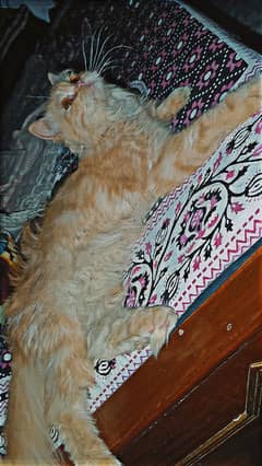 Persian Cat