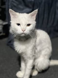 PERSIAN CATS