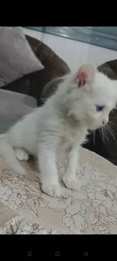 Persian kitten | Triple coat Kitten | Siamese | Blue Eyes | white| Cat