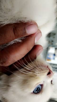Persian kitten | Triple coat Kitten | Siamese | Blue Eyes | white| Cat