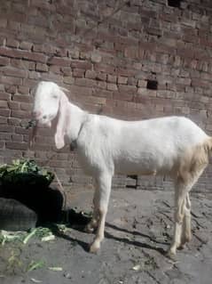 rajanpuri bakri