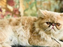 Peki Male Cat