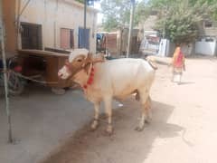 Gulabi nukra bachra 2 dhant for sale 03402658075