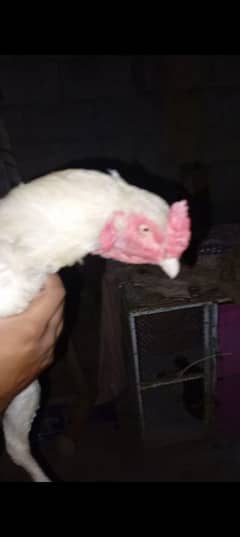 full