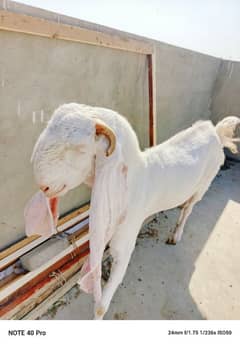 pure gulabi bread goat forsale