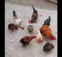 Golden misri hens