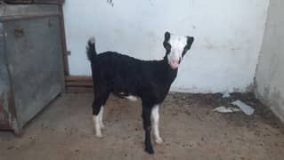 Tedda chamba print