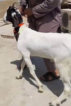 Desi Bakra for sale
