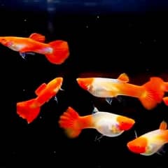 Guppy