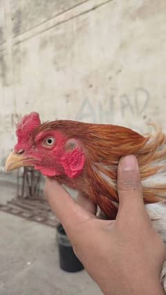 aseel 2 Turkish murga available tapa kar le jao