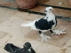 kabootar khatm kar raha hun low price main le jao sare