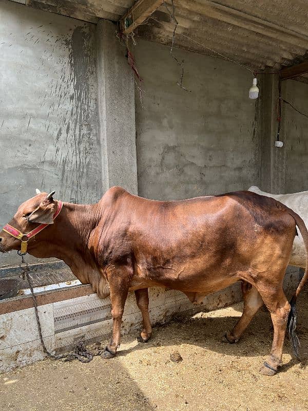 Cow for qurbani 2025 1