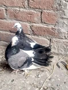 Lucky piegons available 03  094196   420