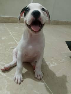 Pure Pitbull puppy