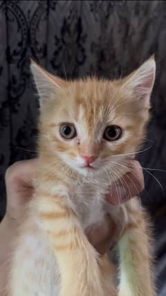 Kittens for adoption