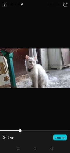 Persian cat age 1.5 year old