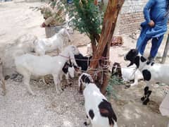 Bakra