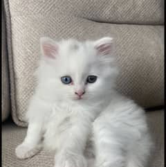 white Persian kittens
