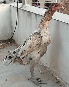 Burmi murga and dragon cross female