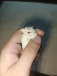 Bengalise finch crust head red eyes