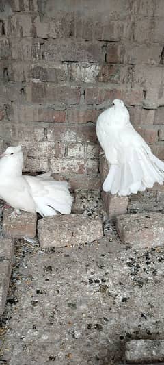 white American pair