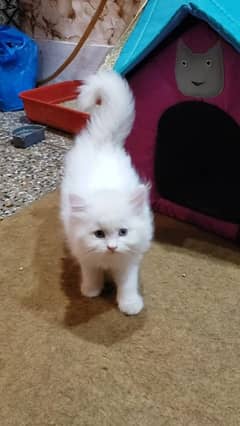 Persian Cat With House