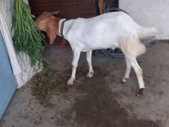Bakra