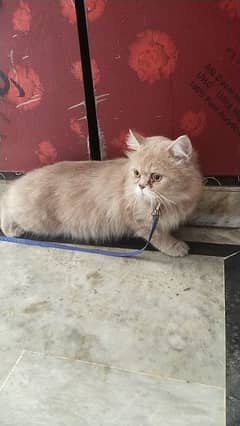 Persian Tripple coated  male
