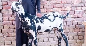 qurbani ke liye Bakra for sale/03207353028
