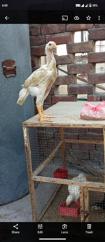 pure shamo nasal chicks available king size mashalah - Hens - 1101757469