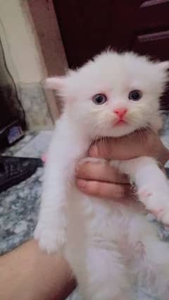 for sale only serous Byer conect