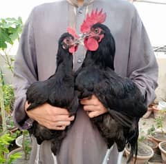 Pure Australorp male female available
