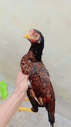 I want to sale my aseel hen urgently