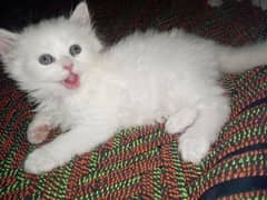 Persian triple coat blue eyes kittens