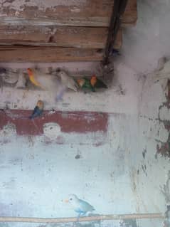 Pair