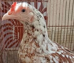 Aseel Female for Sale in White Eyes