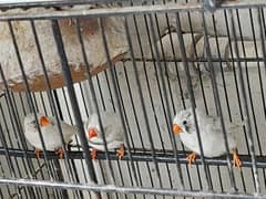 beautiful finches