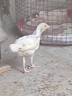 Heera aseel chicks