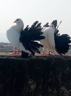 Black Tail Laqa 2 Females, Lahori Sherazi 1 Male, American Laka 1 Male