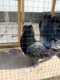 American Laka 1 Male & Lahori Sherazi 1 Male