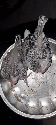 pied cocktail for sale