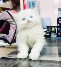 Persian hamalian british punch face piki face cat 03250387943