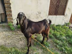 Betal